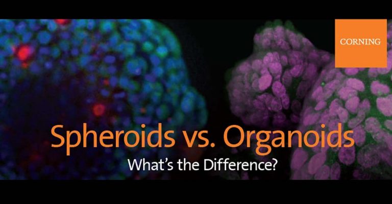 Spheroids vs. Organoids Infographic Poster